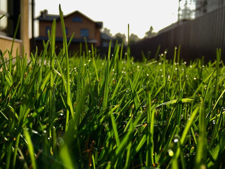 Best Landscaping and Hardscaping Contractor in Rutland Area Lawn grass